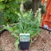 Šalvia hájna (Salvia nemorosa) ´SCHNEEHÜGEL´, kont. P9